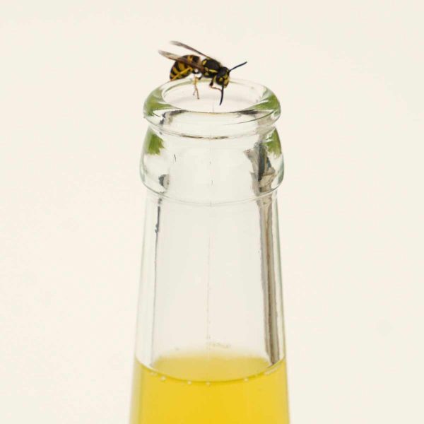 Wespe sitzt auf Rand einer nicht mit Flaschenverschluss verschlossener Limoflasche